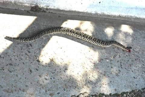Sorpresa de una vecina al encontrarse una víbora venenosa en su vereda