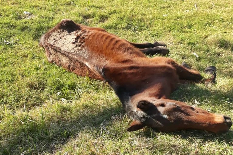 Rescataron un equino que estaba en la zona sur de Concordia en «mal estado y con signos de maltrato»