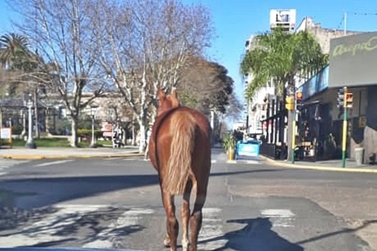 Rescataron a un caballo que circulaba en pleno microcentro de Concordia