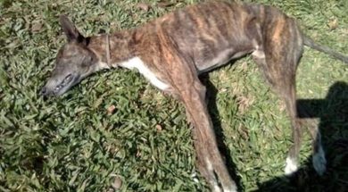 0209f8gic6409h3d12bae57j