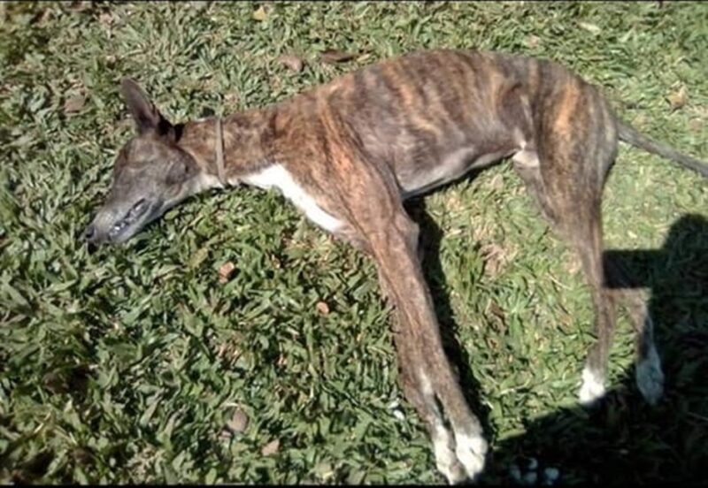 San Salvador: Un hombre mató a golpes al perro de su vecino