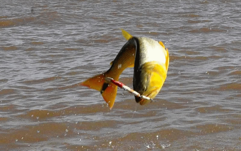 Río Uruguay: El lunes comienza la veda para la pesca del Dorado