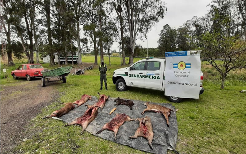 Llevaban seis carpinchos, un ciervo, un jabalí  y un dorado pero les cayó Gendarmería