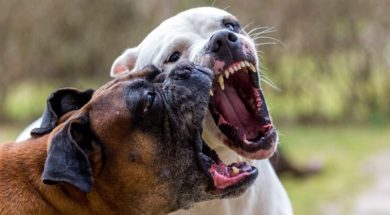 Muerte-por-ataque-de-perros (1)