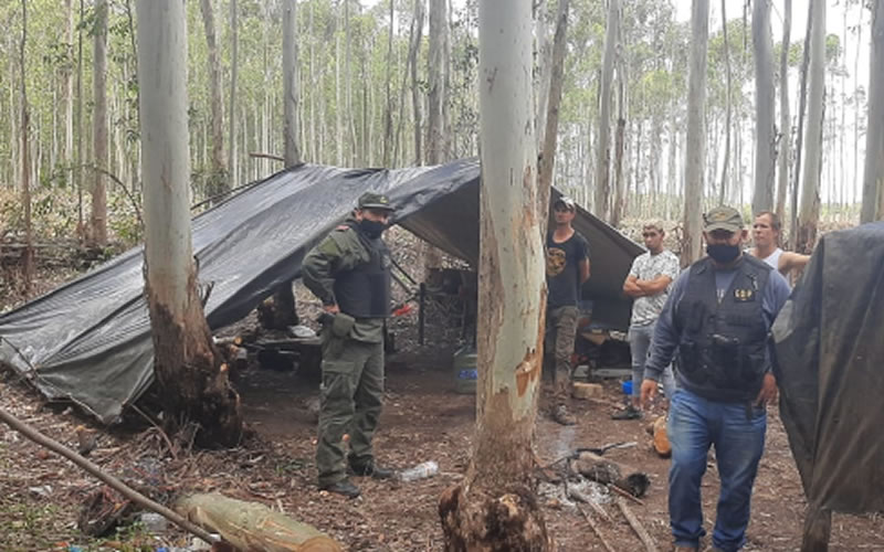 Concordia: Rescatan a siete trabajadores y un menor de edad que vivían en condiciones infrahumanas en una finca dedicada al desmonte de eucaliptus