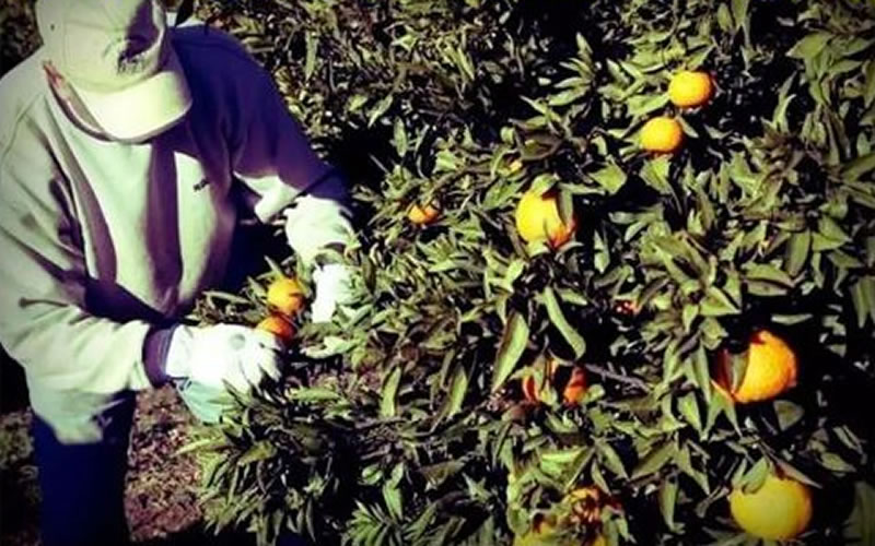 Registro online para el programa Intercosecha 2021