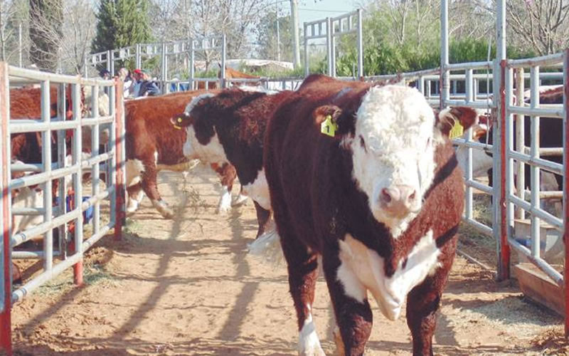 La 126ª Exposición Rural en Camba Paso