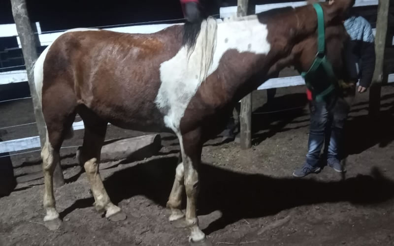 En Concordia sigue en marcha el Programa de Erradicación de la Tracción a Sangre