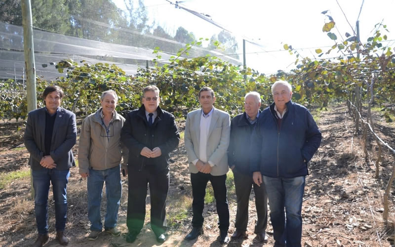 Diversificar la matriz productiva: El intendente visitó plantación de kiwis que va por su cuarta cosecha