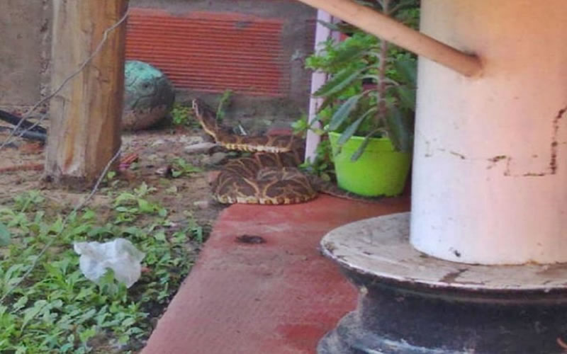 Aparición de una yarará de gran tamaño en una vivienda
