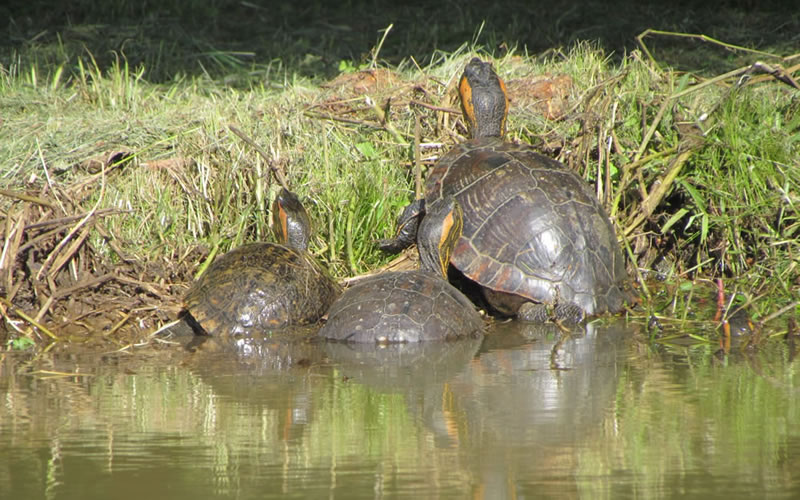 Habitantes del Parque San Carlos: La tortuga pintada o morrocoyo