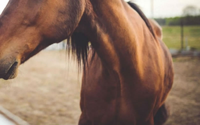 Dos jóvenes detenidos por robar un caballo