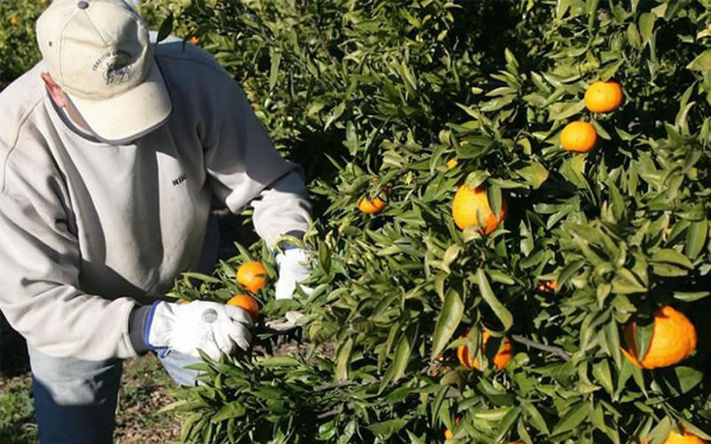 Trabajadores de la fruta recibirán un aumento del 60% en cuatro tramos