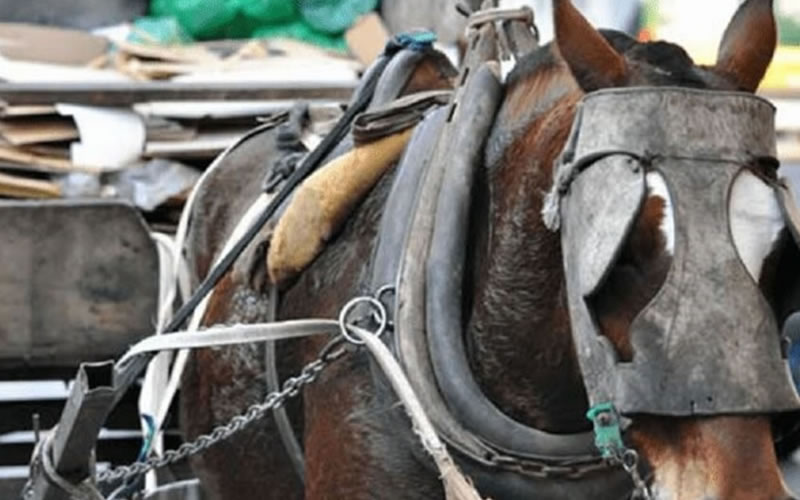 Secuestran un carro y un caballo en mal estado