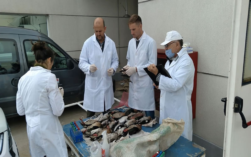 Brindan seguimiento sanitario en aves para detectar presencia o no de Salmonella