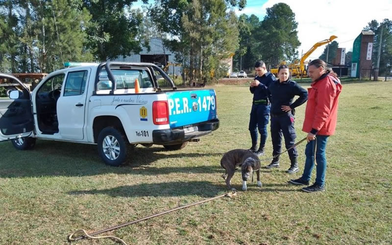 Perra pitbull mordió a tres personas en un barrio de Concordia y la Veterinaria Municipal debió actuar
