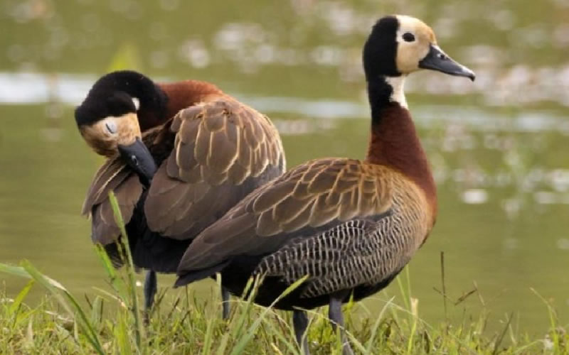 Repudiaron la habilitación de la caza de especies autóctonas en Entre Ríos