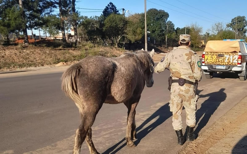 Sigue en marcha el programa de erradicación de la tracción a sangre en Concordia