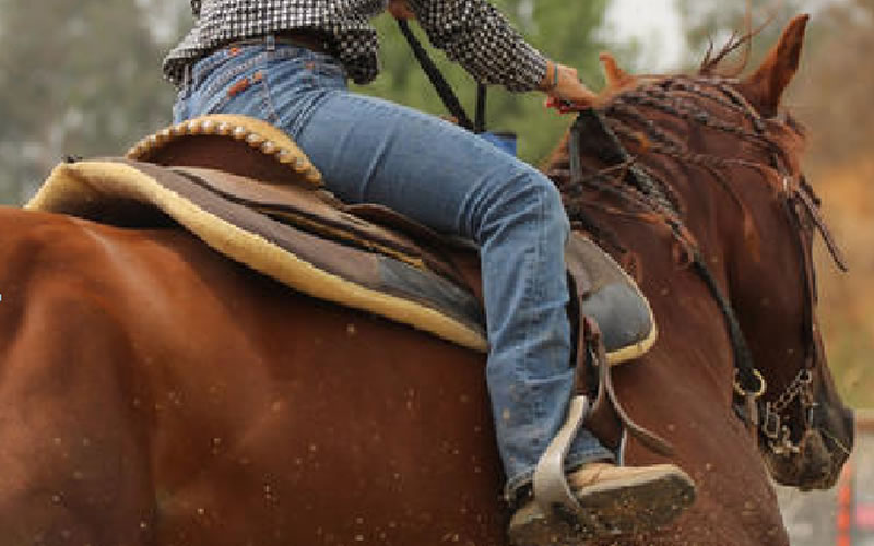 Detuvieron a un joven que ingresó a un campo ajeno y secuestraron un equino