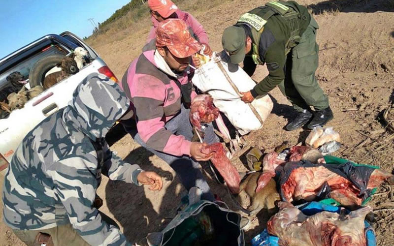 Llevaban carpinchos faenados en una camioneta pero fueron descubiertos
