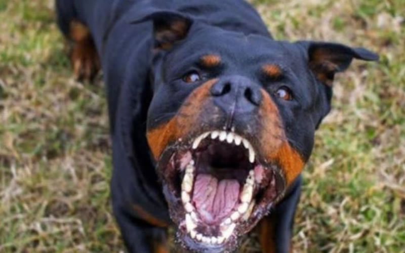 Perros peligrosos: Desde el Concejo Deliberante piden que se cumpla con la normativa y que haya mayor control