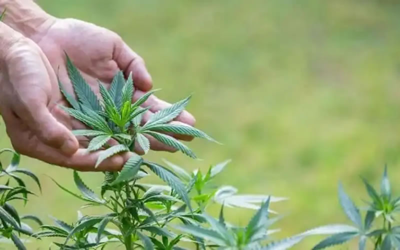 Inscripción al Programa de Formación Continua: Cannabis agroindustrial, perspectivas productiva, legal y medicinal