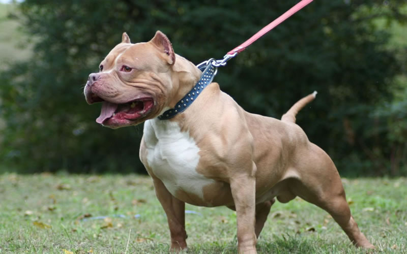 El violento ataque del pitbull al caniche, contado por la vecina que hizo la denuncia