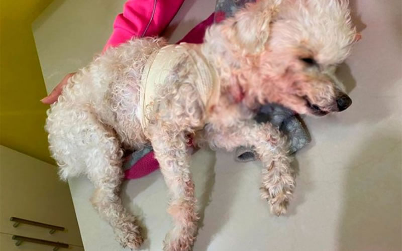 Denuncian falta de controles: Pitbull causó graves heridas a un caniche en la Costanera