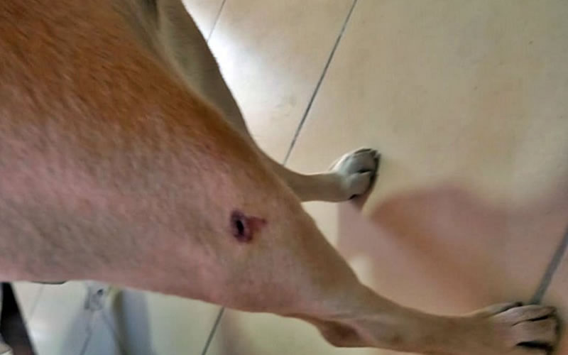 Balearon la casa de un periodista e hirieron a uno de sus perros