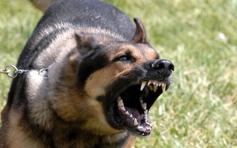 Veterinario recordó que son los propietarios quienes deben responder por sus mascotas