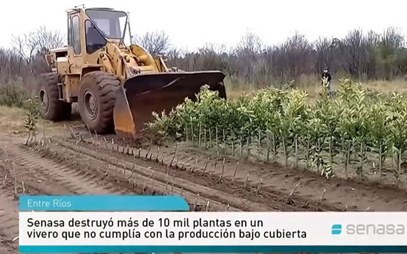 El Senasa destruyó más de 10 mil plantas cítricas en la provincia por incumplir las normas de prevención del HLB