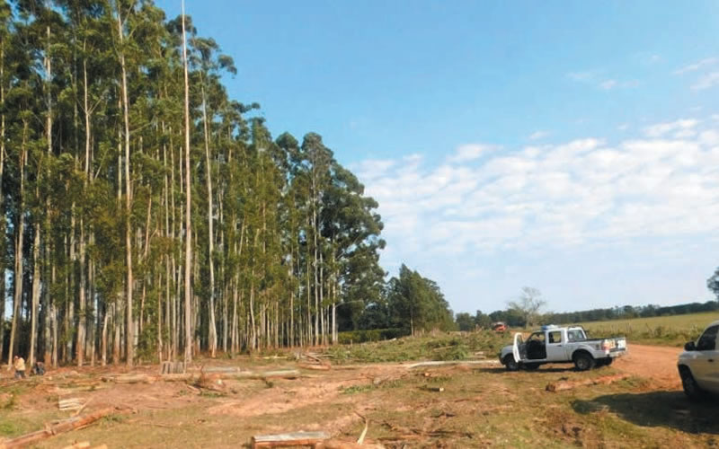 Trabajador forestal falleció al ser aplastado por un árbol de eucaliptus