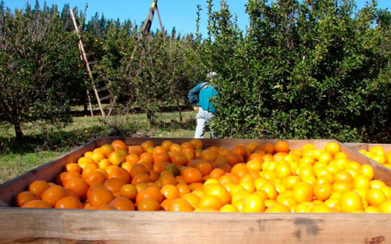 Inscripción presencial para el Programa Intercosecha en el barrio Los Pájaros