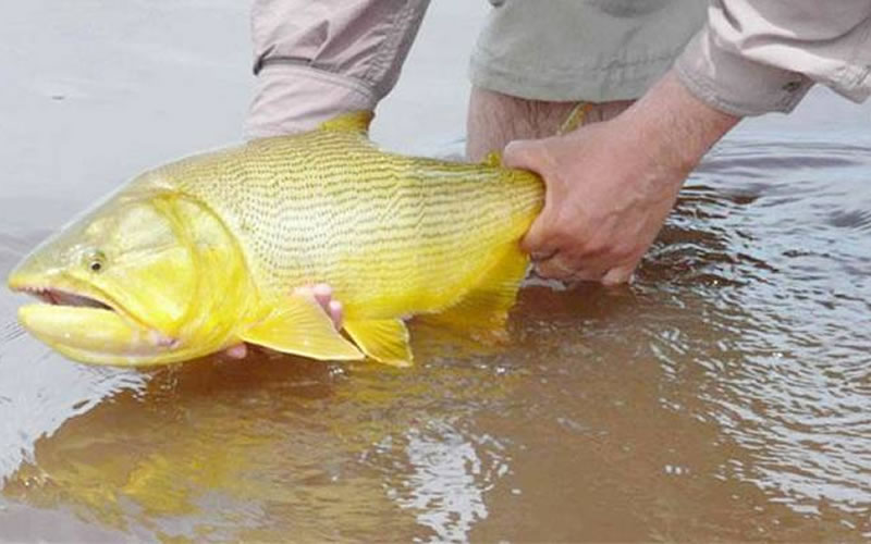 CARU: Rige la veda para la pesca del dorado hasta diciembre en el río Uruguay