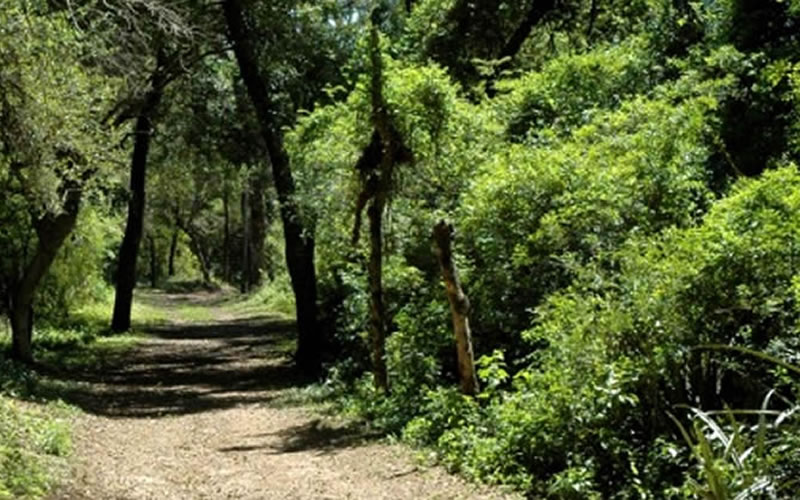 Violación en medio del monte: Concordiense fue condenado por un abuso sexual cerca de El Palmar