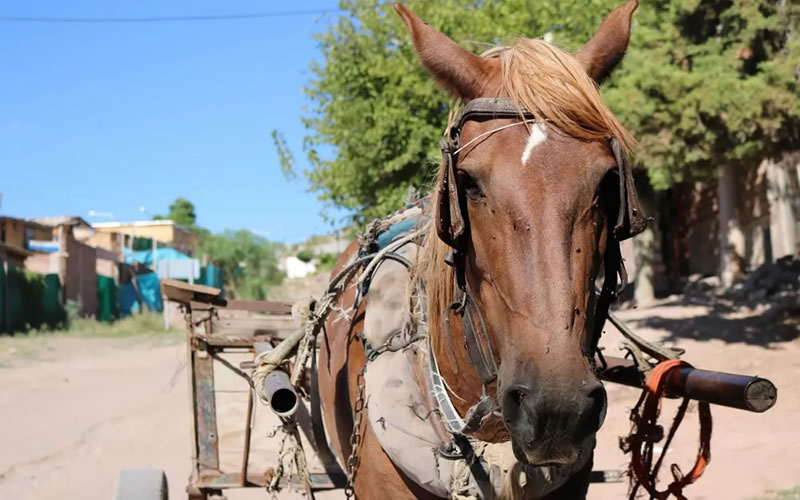 Crueldad: A cuchillazos acabaron con la vida de un caballo