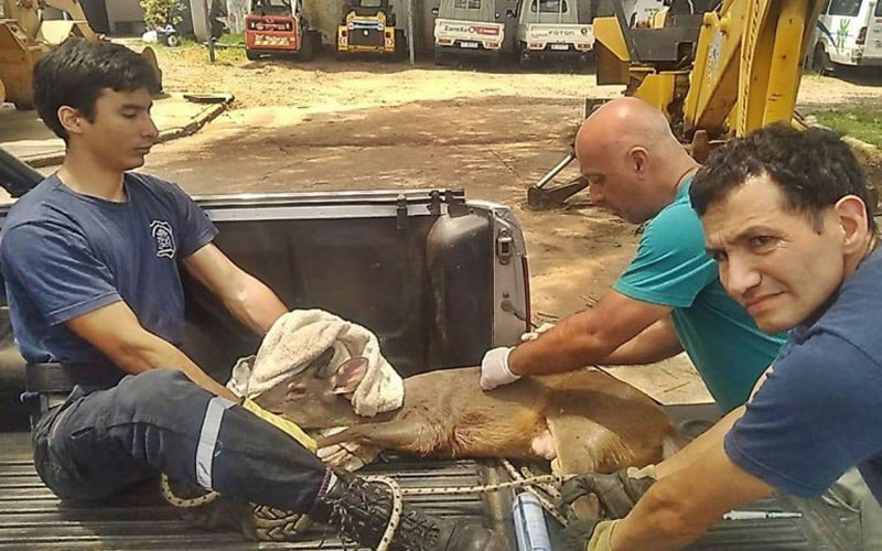 Un viracho apareció en la zona costera y debió ser rescatado