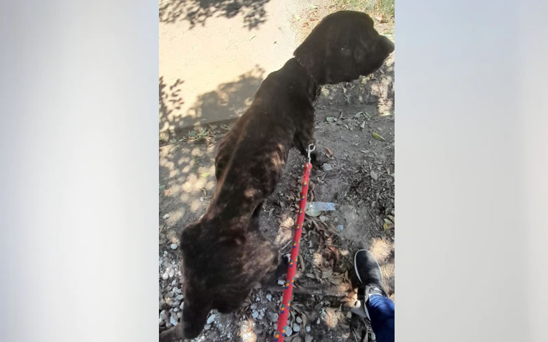 Secuestran tres perros por denuncia de maltrato animal: Uno de ellos murió poco después de ser recatado