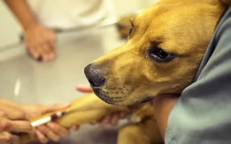 Veterinaria Municipal continúa con el cronograma de castraciones en el mes de noviembre