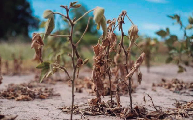 Entre Ríos está entre las provincias más afectadas por la sequía