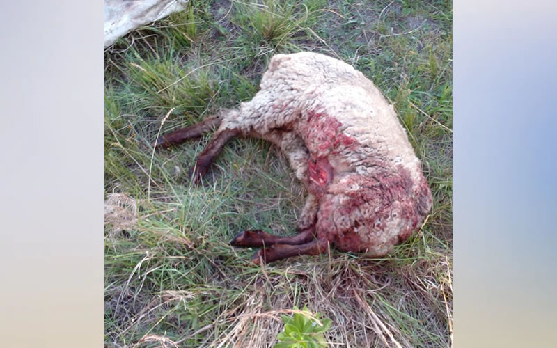 Llevaban ilegalmente un ovino faenado y fueron detenidos