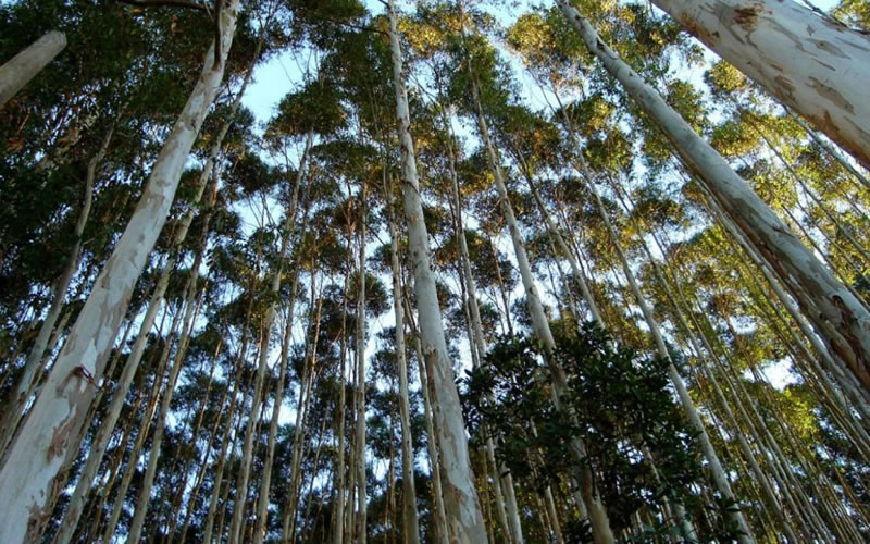 Trabajador forestal, grave: Un tronco de eucaliptus golpeó sobre su cabeza