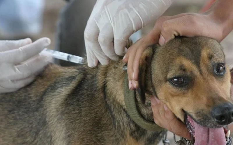 Veterinaria Municipal: Cronograma de vacunación y desparasitación