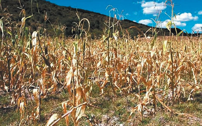 Sequía y calor: El campo enfrenta las peores condiciones climáticas de los últimos 30 años