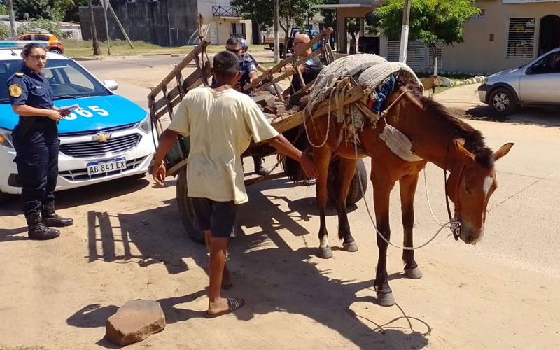 La Municipalidad continúa con los operativos de erradicación del maltrato animal y la tracción a sangre