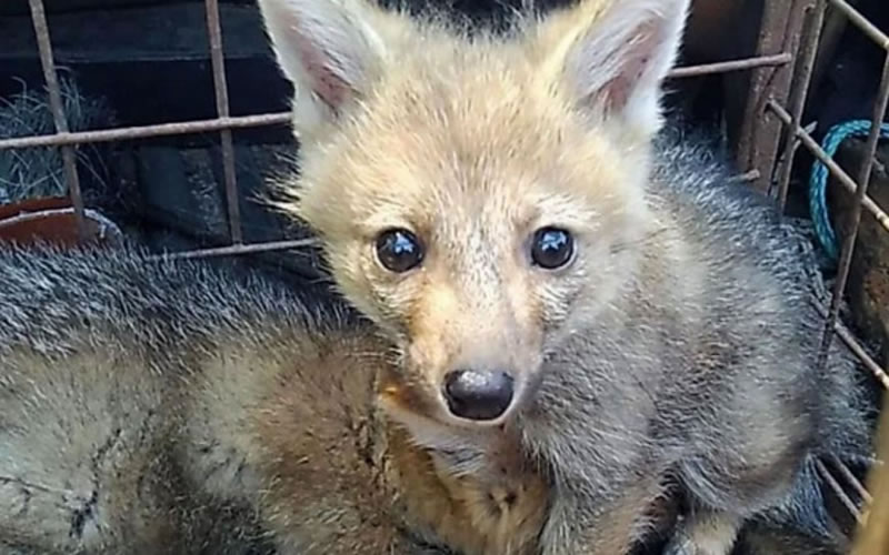 Liberaron a dos zorros cachorros en el Parque San Carlos