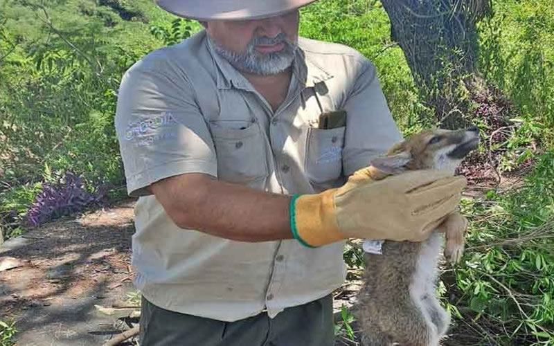 Un cachorro de zorro fue encontrado en zona urbana y fue liberado en el Parque San Carlos