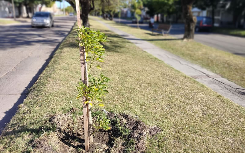Ya se plantaron más de mil árboles en Concepción del Uruguay