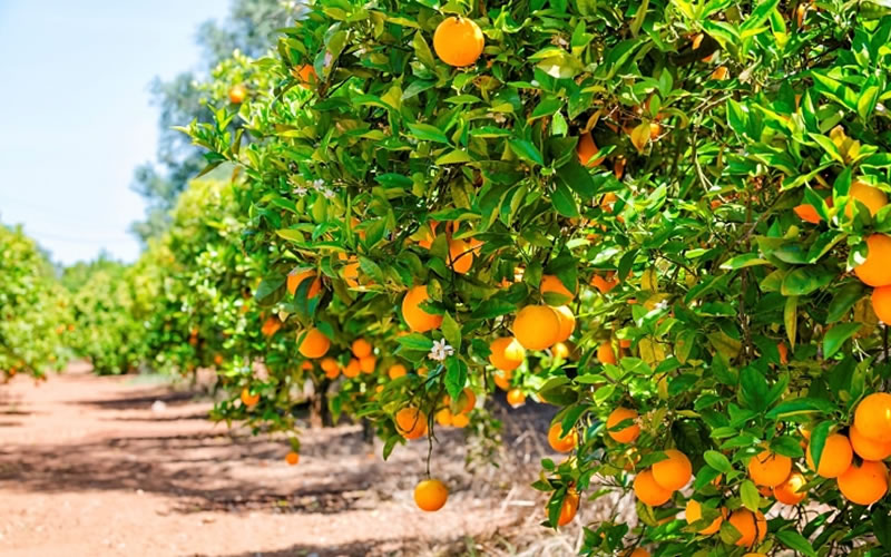 Referente entrerriano de la Federación Agraria advierte que la sequía golpeará los precios de naranjas y mandarinas durante el año