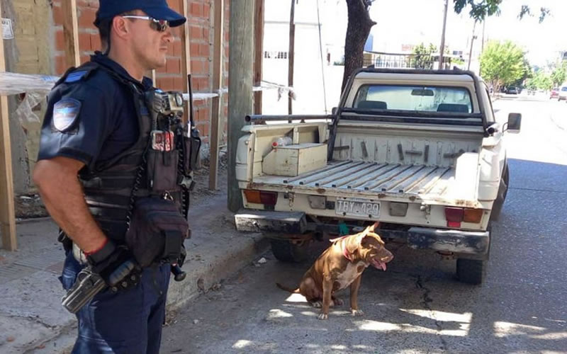 Buscan dar con el dueño de un pitbull que estaba sin correa en la vía pública y mató a otra mascota